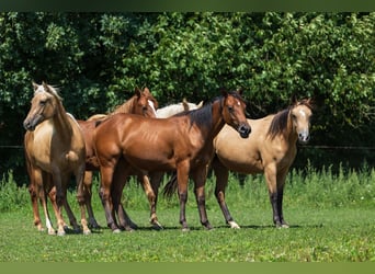 American Quarter Horse, Merrie, 2 Jaar, 150 cm, Buckskin