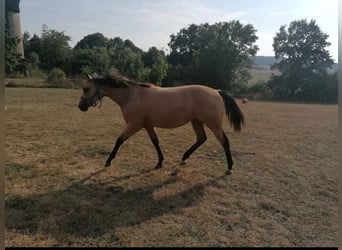 American Quarter Horse, Merrie, 2 Jaar, 150 cm, Buckskin