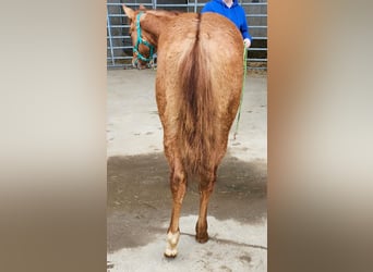 American Quarter Horse, Merrie, 2 Jaar, 150 cm