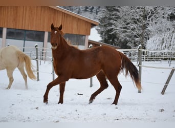 American Quarter Horse, Merrie, 2 Jaar, 150 cm, Donkere-vos