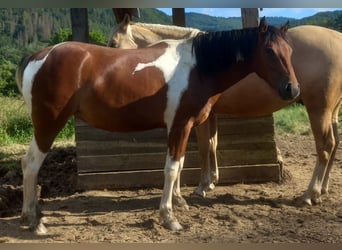 American Quarter Horse Mix, Merrie, 2 Jaar, 150 cm, Gevlekt-paard