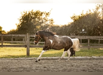 American Quarter Horse Mix, Merrie, 2 Jaar, 150 cm, Gevlekt-paard