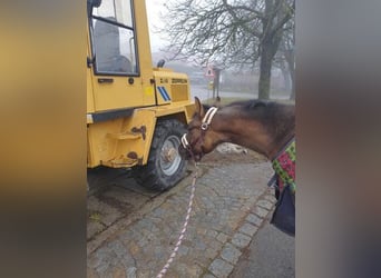 American Quarter Horse, Merrie, 2 Jaar, 150 cm, Grullo