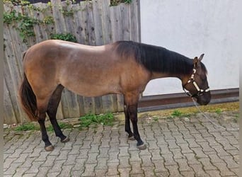 American Quarter Horse, Merrie, 2 Jaar, 150 cm, Grullo