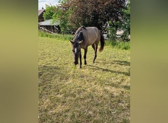American Quarter Horse, Merrie, 2 Jaar, 150 cm, Grullo