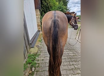 American Quarter Horse, Merrie, 2 Jaar, 150 cm, Grullo