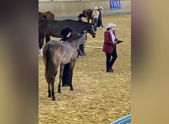 American Quarter Horse, Merrie, 2 Jaar, 150 cm, Grullo
