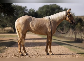 American Quarter Horse, Merrie, 2 Jaar, 150 cm, Palomino