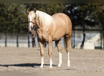 American Quarter Horse, Merrie, 2 Jaar, 150 cm, Palomino