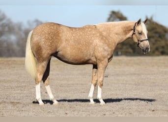 American Quarter Horse, Merrie, 2 Jaar, 150 cm, Palomino