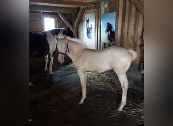 American Quarter Horse Mix, Merrie, 2 Jaar, 150 cm, Perlino