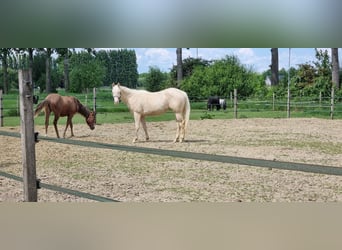 American Quarter Horse, Merrie, 2 Jaar, 150 cm, Perlino