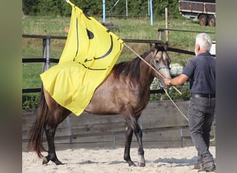 American Quarter Horse, Merrie, 2 Jaar, 150 cm, Schimmel