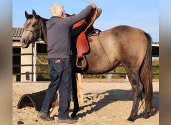 American Quarter Horse, Merrie, 2 Jaar, 150 cm, Schimmel