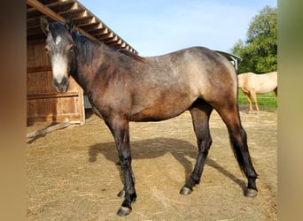 American Quarter Horse, Merrie, 2 Jaar, 150 cm, Schimmel