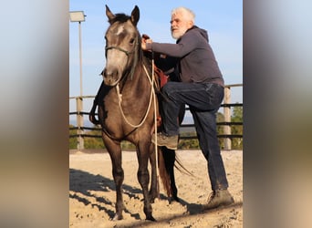 American Quarter Horse, Merrie, 2 Jaar, 150 cm, Schimmel