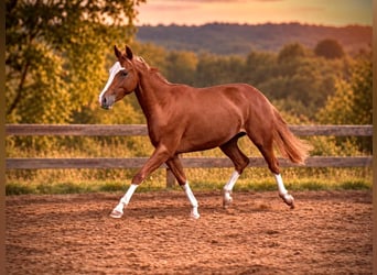 American Quarter Horse, Merrie, 2 Jaar, 150 cm, Vos