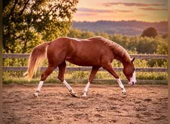 American Quarter Horse, Merrie, 2 Jaar, 150 cm, Vos