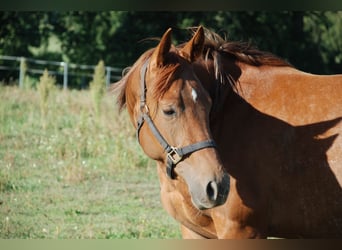 American Quarter Horse, Merrie, 2 Jaar, 150 cm, Vos