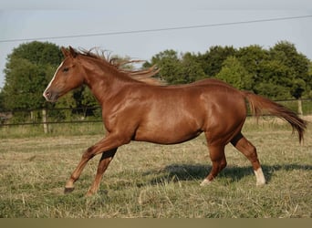 American Quarter Horse, Merrie, 2 Jaar, 150 cm, Vos