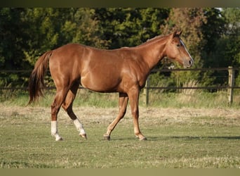 American Quarter Horse, Merrie, 2 Jaar, 150 cm, Vos