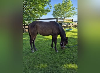American Quarter Horse, Merrie, 2 Jaar, 150 cm, Vos