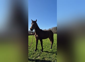 American Quarter Horse, Merrie, 2 Jaar, 150 cm, Vos