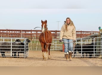 American Quarter Horse, Merrie, 2 Jaar, 150 cm, Vos