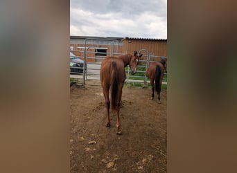 American Quarter Horse, Merrie, 2 Jaar, 150 cm, Vos