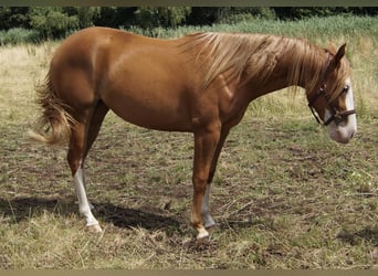 American Quarter Horse, Merrie, 2 Jaar, 150 cm, Vos