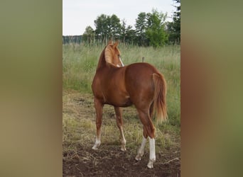 American Quarter Horse, Merrie, 2 Jaar, 150 cm, Vos