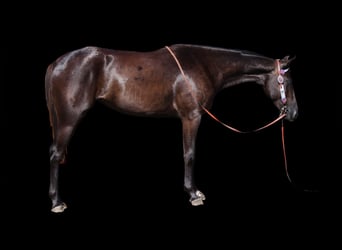 American Quarter Horse, Merrie, 2 Jaar, 150 cm, Zwart