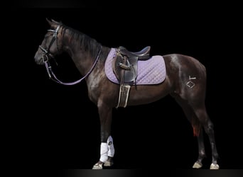 American Quarter Horse, Merrie, 2 Jaar, 150 cm, Zwart