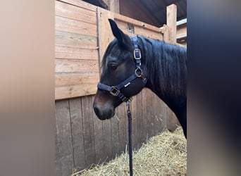 American Quarter Horse, Merrie, 2 Jaar, 150 cm, Zwartbruin