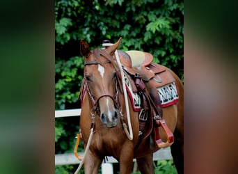American Quarter Horse, Merrie, 2 Jaar, 151 cm, Donkere-vos