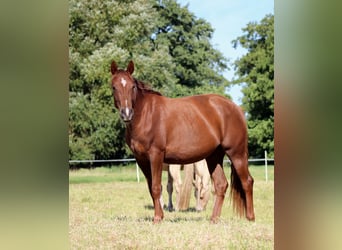 American Quarter Horse, Merrie, 2 Jaar, 151 cm, Donkere-vos