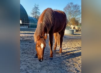 American Quarter Horse, Merrie, 2 Jaar, 151 cm, Donkere-vos