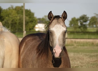 American Quarter Horse, Merrie, 2 Jaar, 152 cm, Buckskin