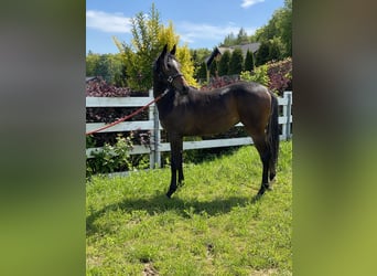 American Quarter Horse Mix, Merrie, 2 Jaar, 152 cm, Donkerbruin