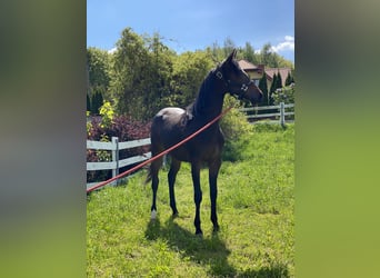 American Quarter Horse Mix, Merrie, 2 Jaar, 152 cm, Donkerbruin