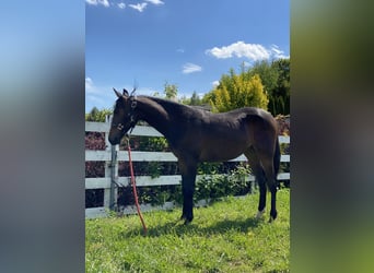 American Quarter Horse Mix, Merrie, 2 Jaar, 152 cm, Donkerbruin