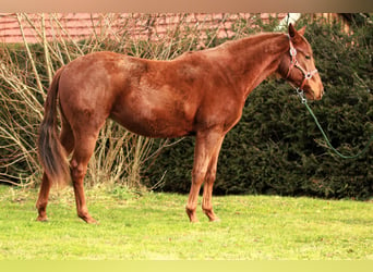 American Quarter Horse, Merrie, 2 Jaar, 152 cm, Donkere-vos