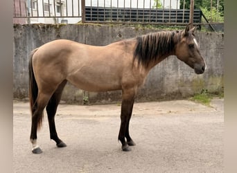 American Quarter Horse, Merrie, 2 Jaar, 152 cm, Grullo