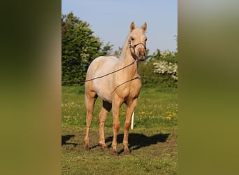 American Quarter Horse, Merrie, 2 Jaar, 152 cm, Palomino