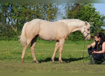 American Quarter Horse, Merrie, 2 Jaar, 152 cm, Palomino