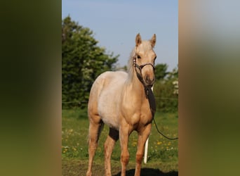 American Quarter Horse, Merrie, 2 Jaar, 152 cm, Palomino