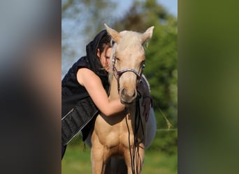 American Quarter Horse, Merrie, 2 Jaar, 152 cm, Palomino