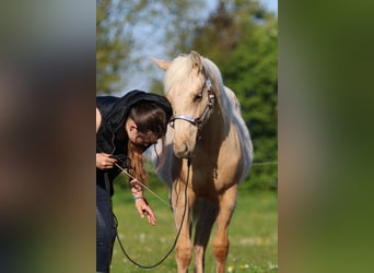 American Quarter Horse, Merrie, 2 Jaar, 152 cm, Palomino