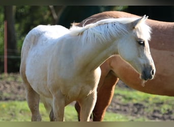 American Quarter Horse, Merrie, 2 Jaar, 152 cm, Palomino