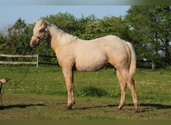 American Quarter Horse, Merrie, 2 Jaar, 152 cm, Palomino